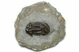 Detailed Scabriscutellum Trilobite - Morocco #359138-3